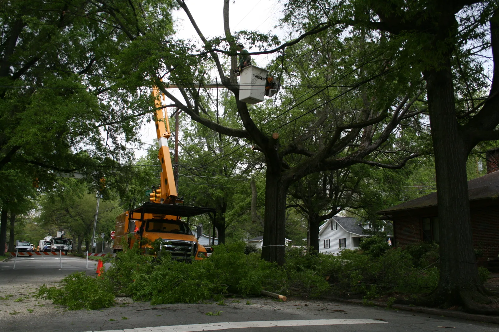 Tree Services in Las Vegas | JV Tree Services